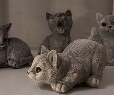 Kleine katjes (4 soorten)