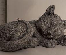 Slapende kat klein grijs